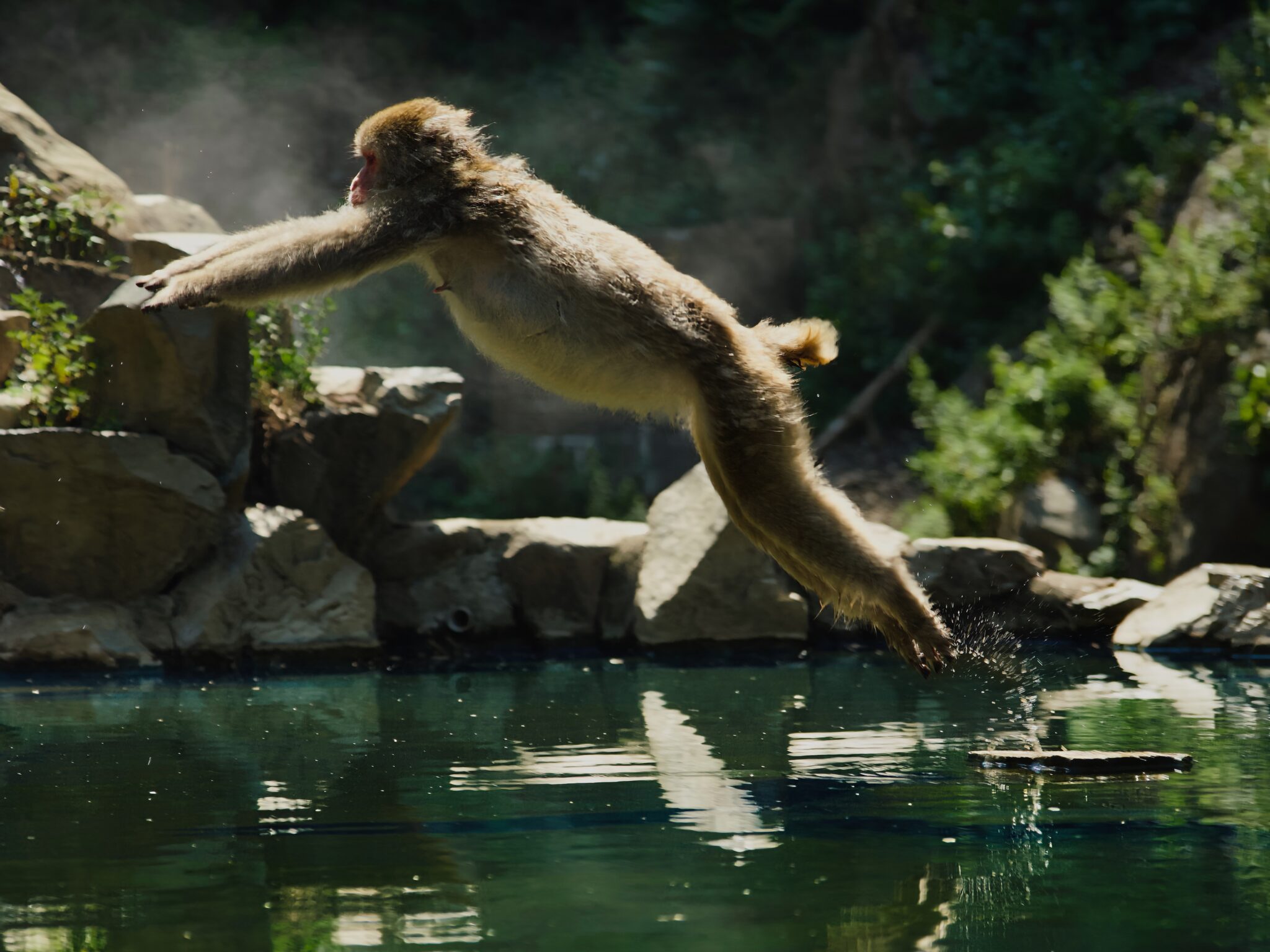 Leap of Faith