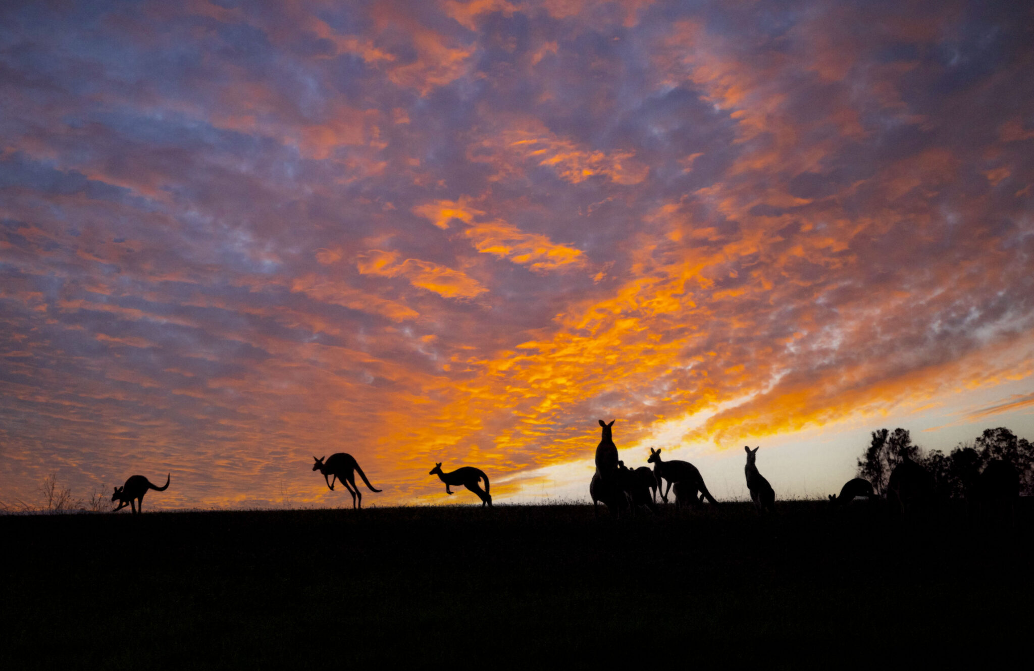 Sunrise Joy